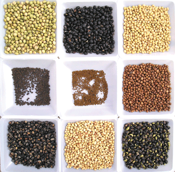 peregrine-illo---seeds