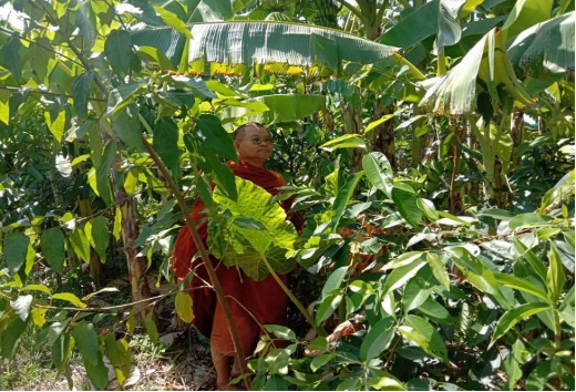 New Developments in Eco-Monk Phra Sangkom’s Kok Nong Na Model Kok Nong Na Sustainable Development